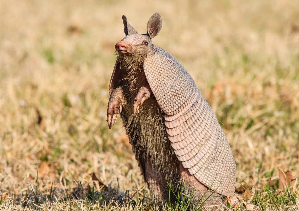 Home with the armadillo - 101 Highland Lakes