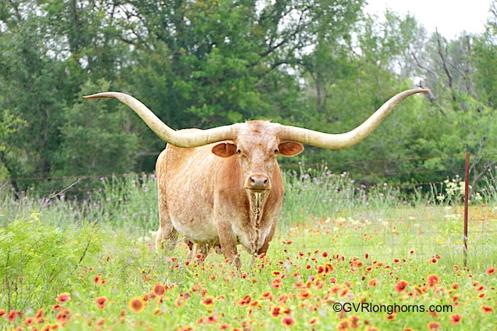 Texas Longhorn Cattle Benefits: 19 Attributes - GVR Longhorns LLC